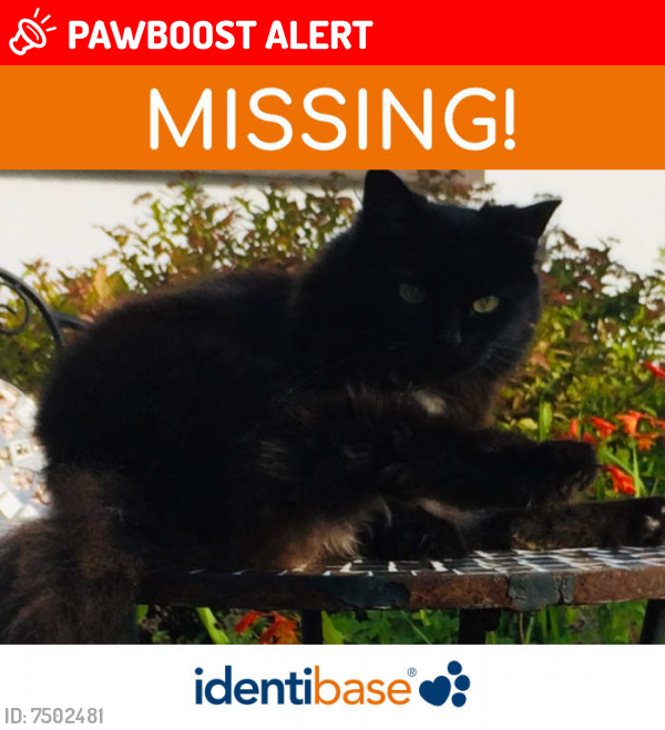 Lost Female Cat last seen Dallan view, Warrenpoint, Northern Ireland 