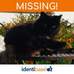 Lost Female Cat last seen Dallan view, Warrenpoint, Northern Ireland 