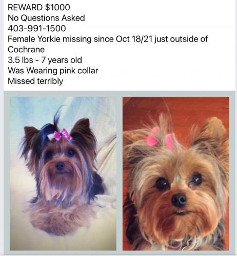 Lost Female Dog last seen Hwy1a , glenview road, Cochrane, AB 