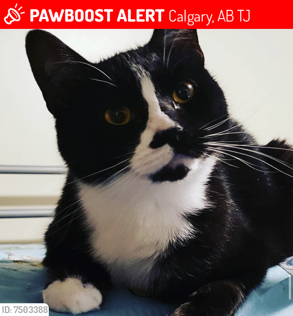 Lost Female Cat last seen Falconridge Gardens NE, Calgary AB, Calgary, AB T3J