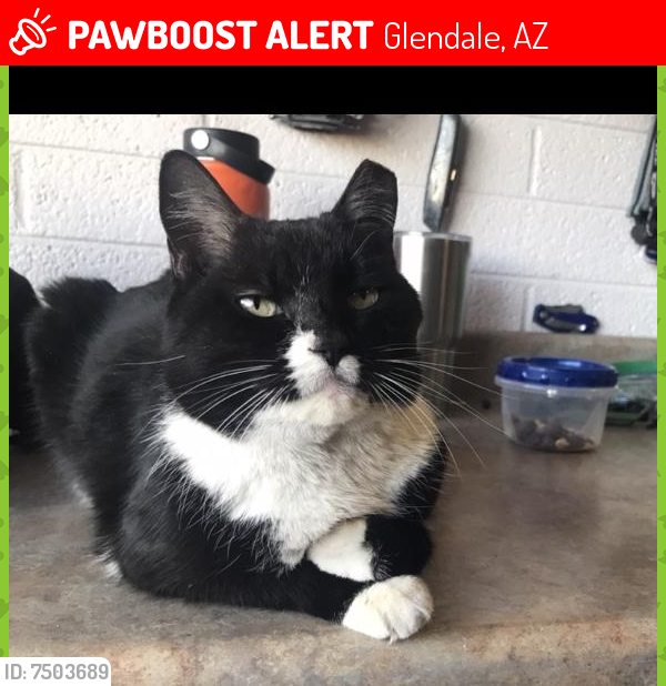 Lost Female Cat last seen 51st ave and Acoma, Glendale, AZ 85306