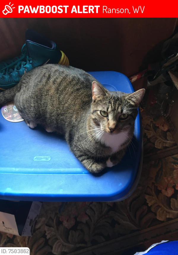 Lost Female Cat last seen Samuel st and 1st ave st, Ranson, WV 25438