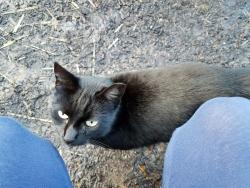 Lost Female Cat last seen E. Taron  & Nestling Circle, Elk Grove, CA 95757