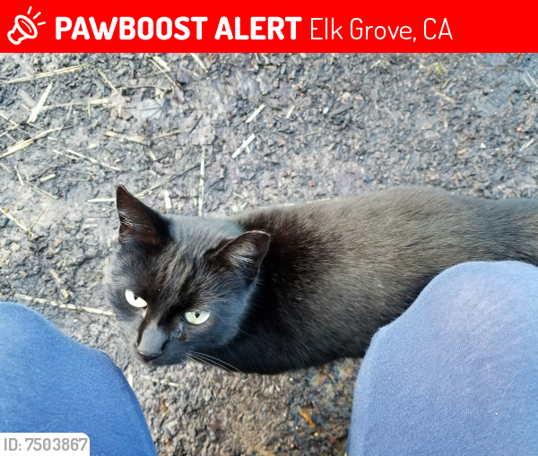 Lost Female Cat last seen Nestling Circle, Elk Grove, CA 95757