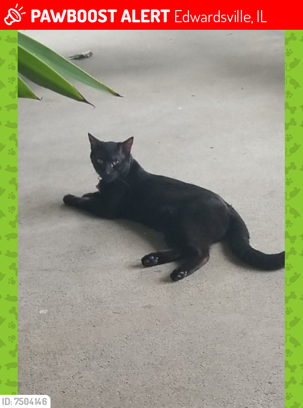 Lost Male Cat last seen Hillsboro Ave and Hickory St near The Store, Edwardsville, IL 62025
