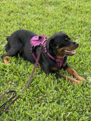 Lost Female Dog last seen 38th ave, St. Petersburg, FL 33714