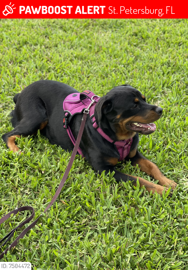 Lost Female Dog last seen 38th ave, St. Petersburg, FL 33714