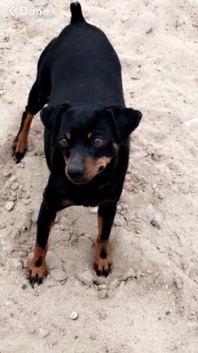 Lost Female Dog last seen Coors & Powersway RD SW, Albuquerque, NM 87121