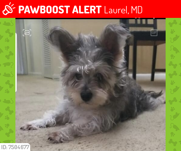 Lost Female Dog last seen Montrose Ave and Gorman Ave , Laurel, MD 20707