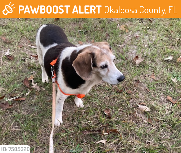 Found/Stray Unknown Dog last seen Penny Creek Rd and Poplar Church Rd Holt, Okaloosa County, FL 32564
