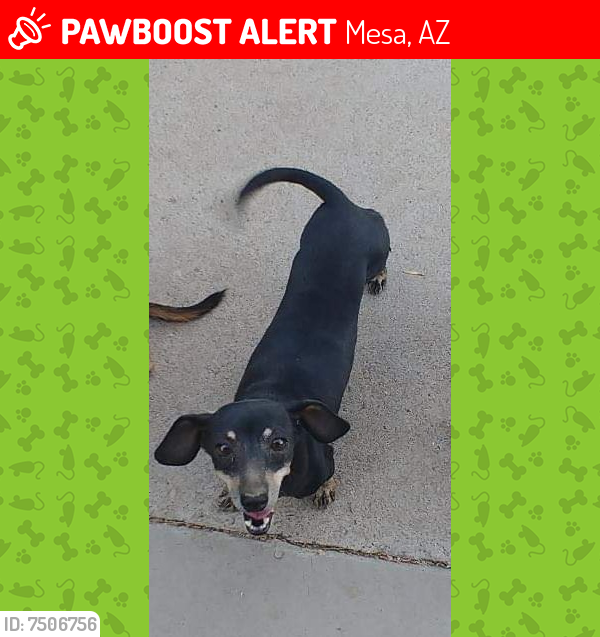 Lost Female Dog last seen Near e 8th Ave mesa az , Mesa, AZ 85210