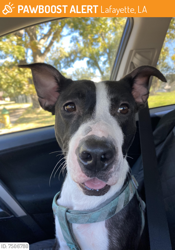 Found/Stray Female Dog last seen Stevenson St Lafayette LA, Lafayette, LA 70501