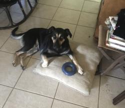 Lost Female Dog last seen Near boss mclawhorn rd, Grifton, NC 28530