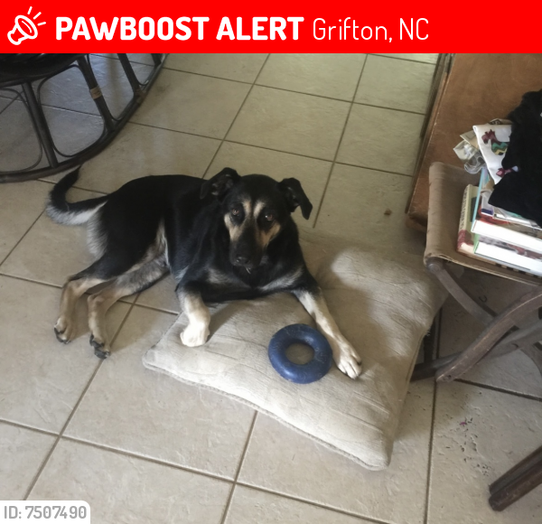 Lost Female Dog last seen Near boss mclawhorn rd, Grifton, NC 28530