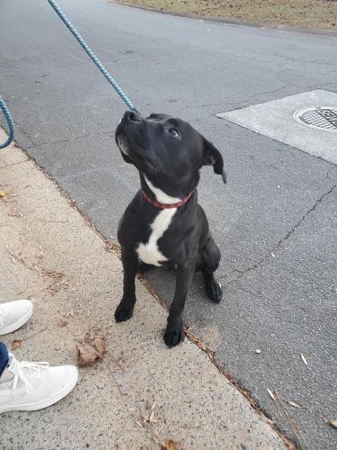 Lost u0026 Found Dogs, Cats, and Pets in Atlanta, GA 30328 - Page 15 