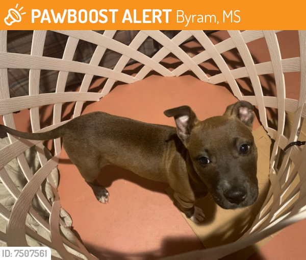 Found/Stray Female Dog last seen Near stockbridge GA, Byram, MS 39272