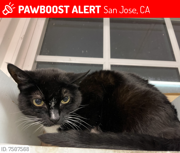 Lost Female Cat last seen Camden Avenue, San Jose, CA 95118