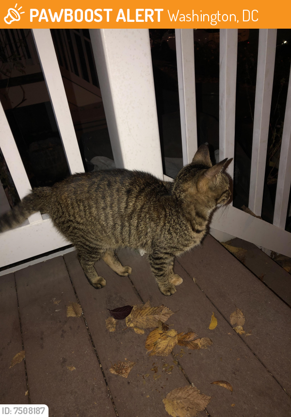 Found/Stray Female Cat last seen 17th and Independence Ave SE, Washington, DC 20003