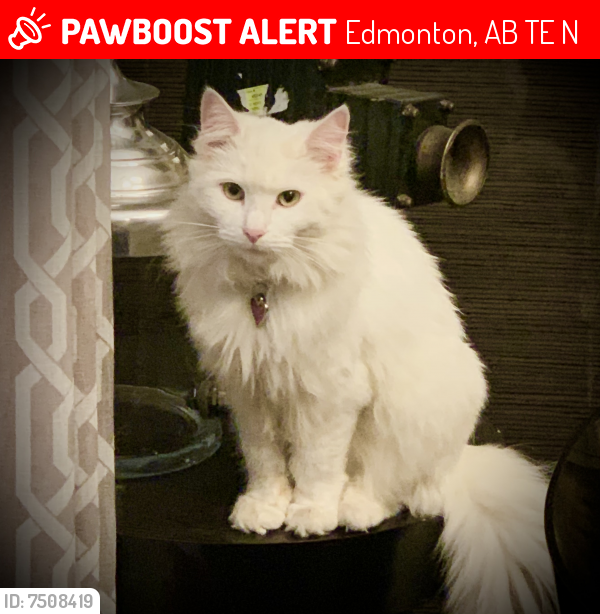 Lost Female Cat last seen Near 87 Avenue NW, Edmonton, Edmonton, AB T6E 2N4