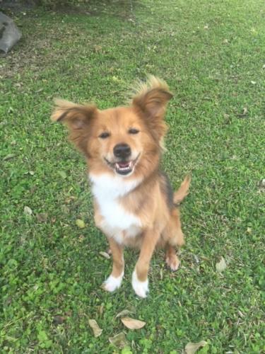 Lost Male Dog last seen Fuller Heights, Triangle, VA 22172
