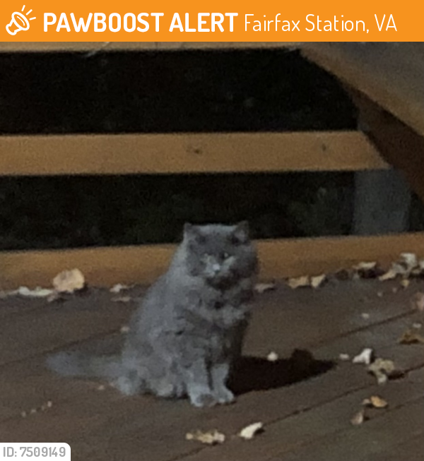 Found/Stray Unknown Cat last seen Cogswell Place and Brimstone Lane , Fairfax Station, VA 22039