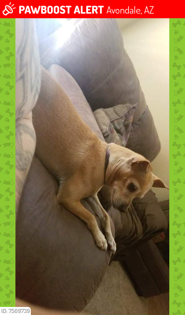 Lost Female Dog last seen 123rd dr Coldwater spring, Avondale, AZ 85323