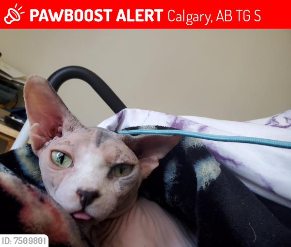 Lost Female Cat last seen Near 16a St se, Calgary, AB T2G 3S4