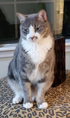 Lost Male Cat last seen  Cypress Rosehill and 2920, Tomball, TX 77377