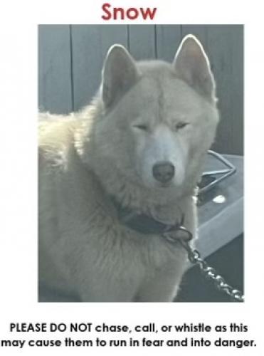 Lost Female Dog last seen 120th & State, Chicago, IL 60628