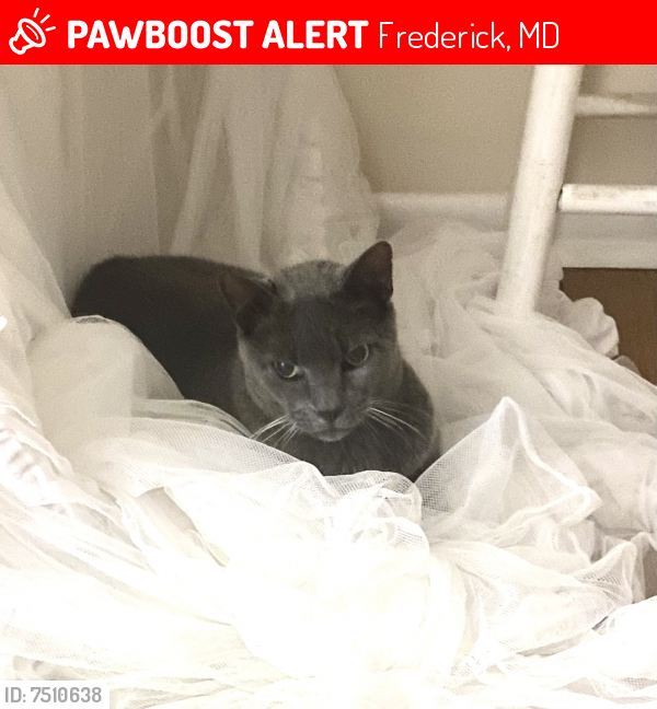 Lost Male Cat last seen Military Rd and Meade Ave, Frederick, MD 21702