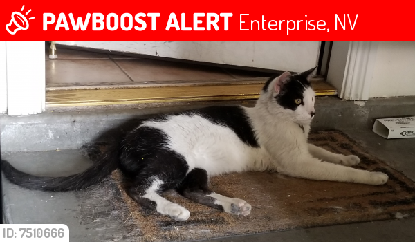 Lost Male Cat last seen Blue Diamond & S. Buffalo , Enterprise, NV 89178