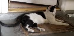 Lost Male Cat last seen Blue Diamond & S. Buffalo , Enterprise, NV 89178