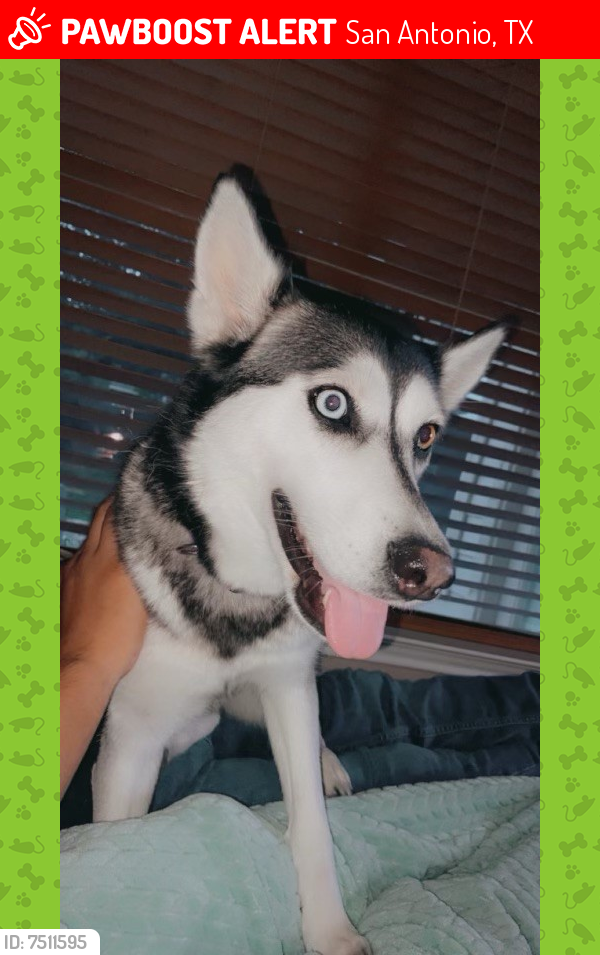 Lost Female Dog last seen Braun/Wildhorse Parkway - Helotes, San Antonio, TX 78254
