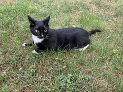 Lost Male Cat last seen Wood ave Woonsocket RI , Woonsocket, RI 02895