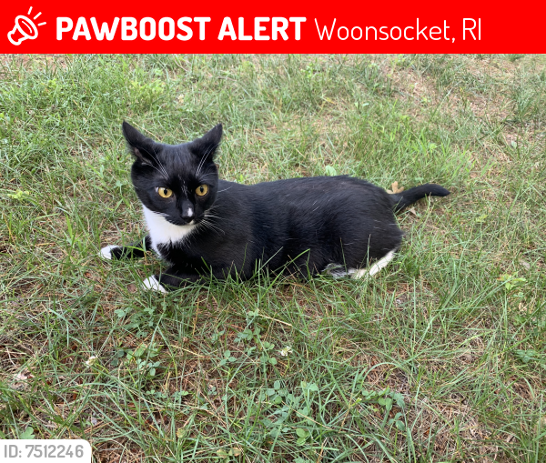 Lost Male Cat last seen Wood ave Woonsocket RI , Woonsocket, RI 02895