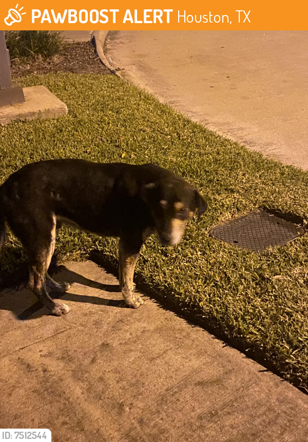 Found/Stray Male Dog last seen Windystone dr katy 77449, Houston, TX 77449