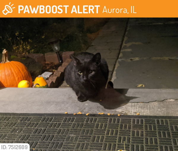 Found/Stray Unknown Cat last seen Oakland Lane & Fox Hill Road, Aurora, IL 60504