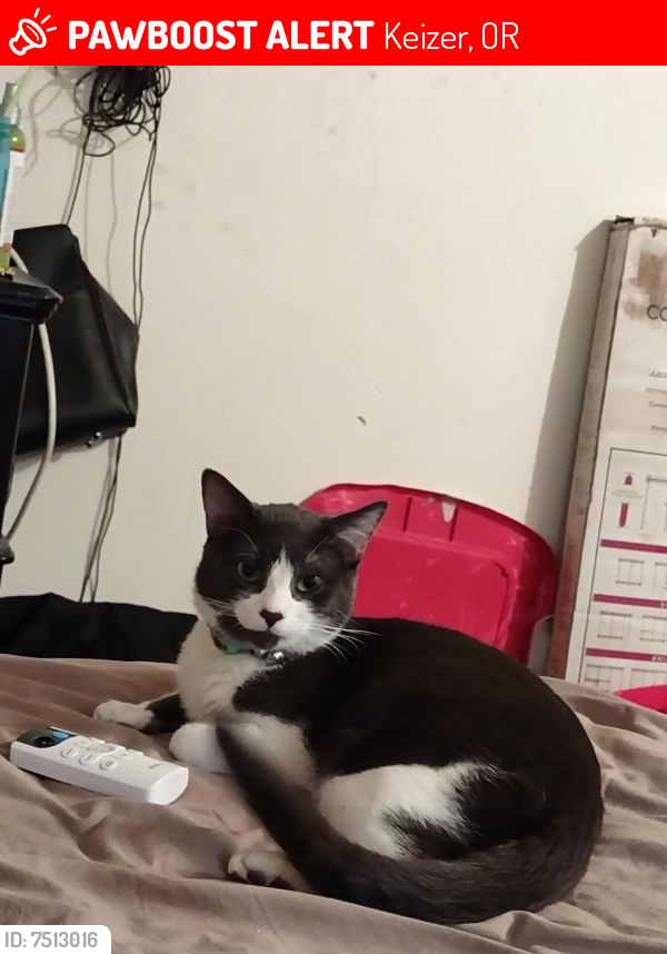 Lost Male Cat last seen lockHaven and River Rd n keizer or., Keizer, OR 97307