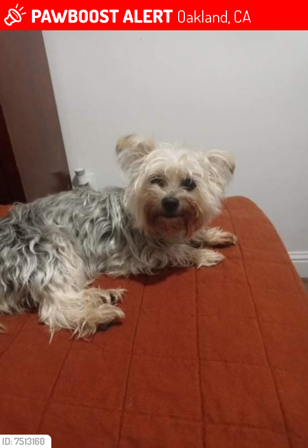 Lost Female Dog last seen 84th ave, Oakland, CA 94621