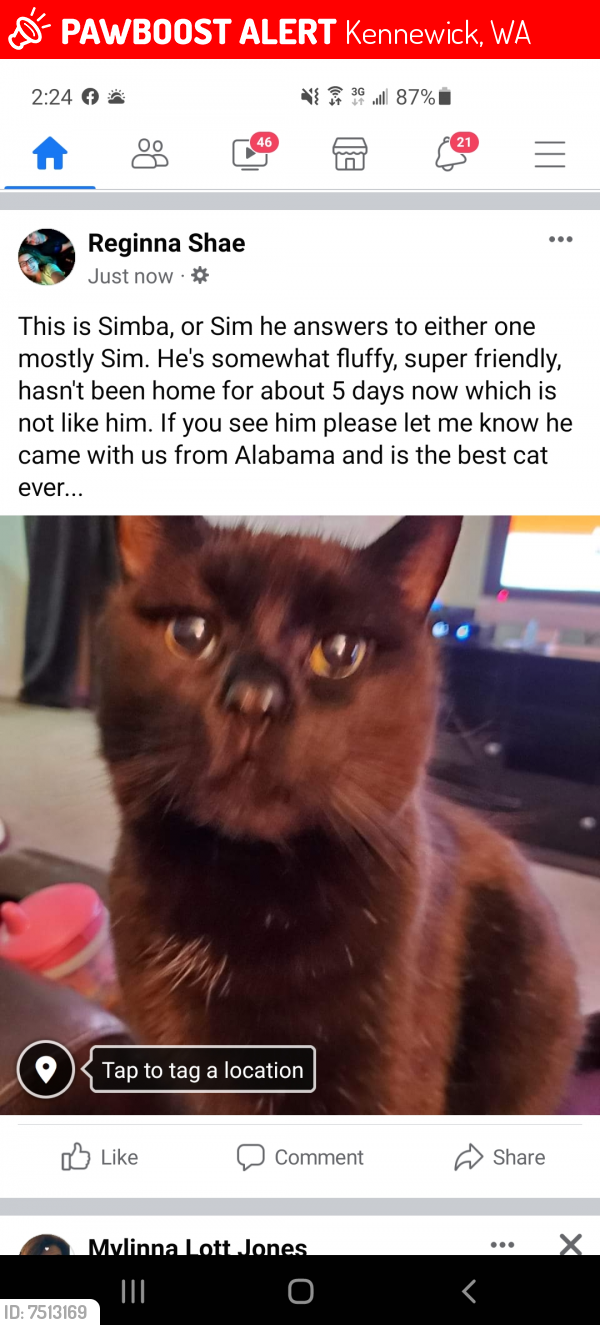 Lost Male Cat last seen Near w 17th Ave Kennewick Wa, Kennewick, WA 99337