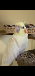Lost Female Bird last seen Warrigal Rd State School, Eight Mile Plains, QLD 4113