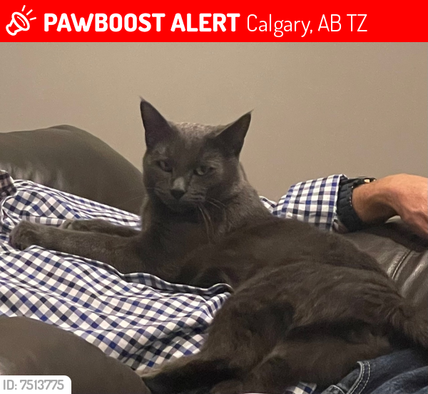 Lost Male Cat last seen Hillcrest ests, Springbank, Calgary, AB T3Z
