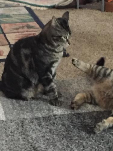 Lost Male Cat last seen Third and Beardmore , Priest River, ID 83856