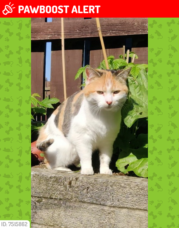 Lost Female Cat last seen Garrymore, Craigavon BT65, Moyraverty, Northern Ireland BT65 5HX