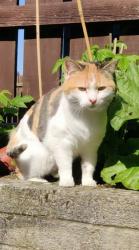 Lost Female Cat last seen Garrymore, Craigavon BT65, Moyraverty, Northern Ireland BT65 5HX