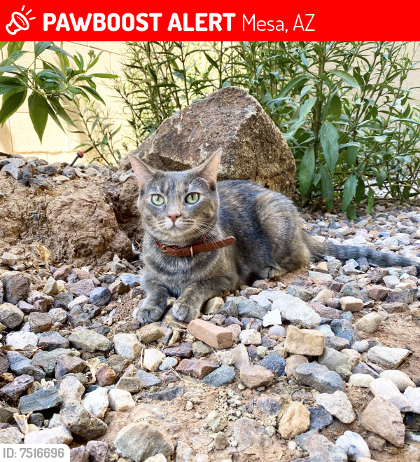 Lost Female Cat last seen Power & McDowell, Mesa, AZ 85215