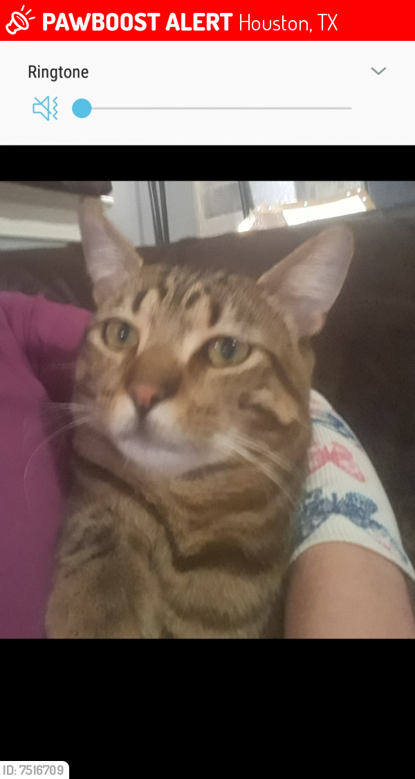Lost Male Cat last seen Franz and saums rd, Houston, TX 77084