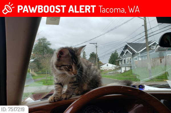 Lost Male Cat last seen 42nd and S Asotin St, Tacoma, WA 98418