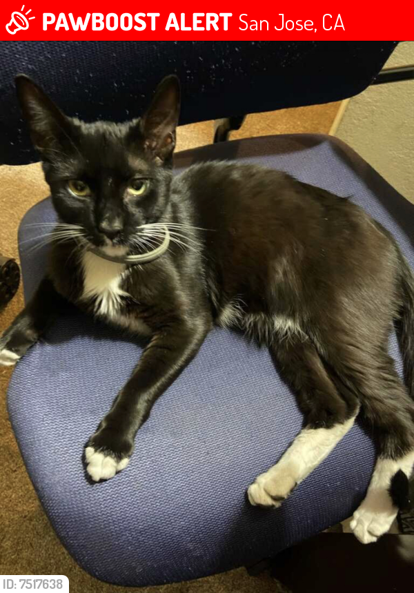 Lost Male Cat last seen Mount Logan Dr, San Jose, CA 95127