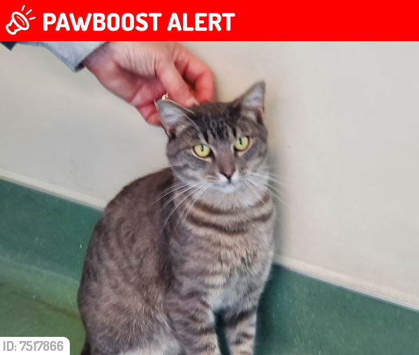 Lost Male Cat last seen Arroyo, South San Francisco, CA 94080